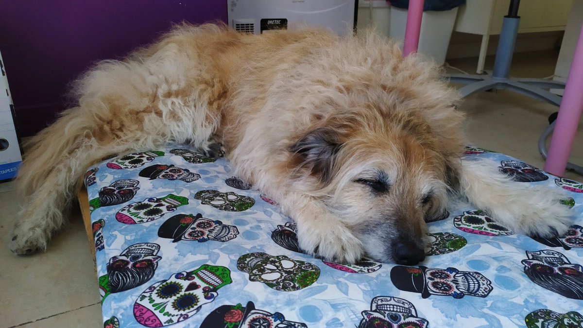 Ido_Tysha's tweet photo. No hay compañero tan fiel como mi perro, mi amigo más leal. Son las criaturas más maravillosas que existen, simplemente porque son las únicas que entregan su amor incondicional, eternamente. 
#amorcanino #tequieroinfinito #mipeludito #aitite #amorincondicional #13AñosContigo https://t.co/JiTjtDK28i