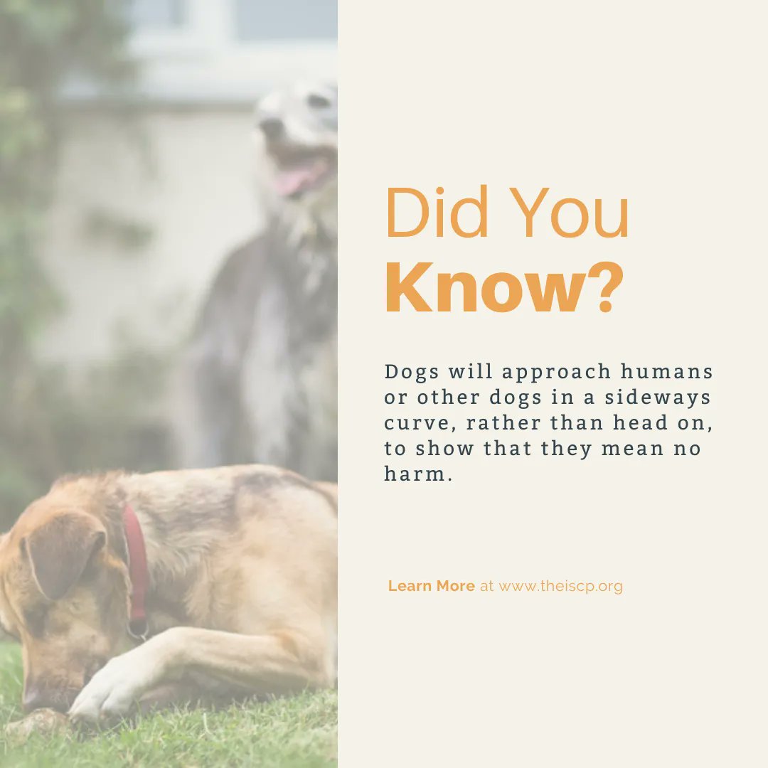 The_ISCP's tweet image. #dogbehaviour #dogbodylanguage #dogpsychology #didyouknow #dogfacts