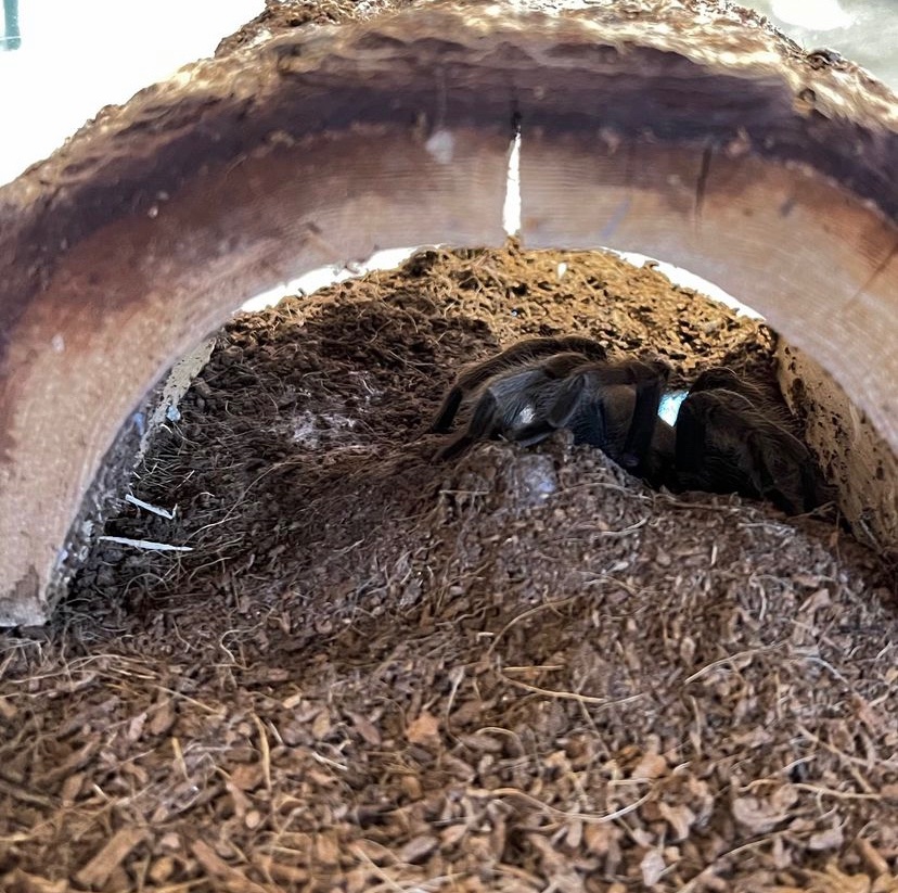FrehnerMuseum's tweet photo. Thank you to everyone who voted to name our new Western Desert Tarantula! The winner is... Peter! Short for Peter Parker, of course🕸️😉 https://t.co/dsNsS1Uny4
