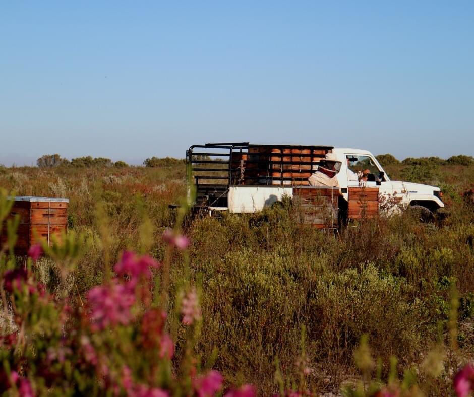 Our beekeepers hard at work in the Hopefield area. Some varieties of fynbos are still in bloom thanks to the above average rainfall.

#beekeepers #responsiblebeekeeping #honey #hopefield