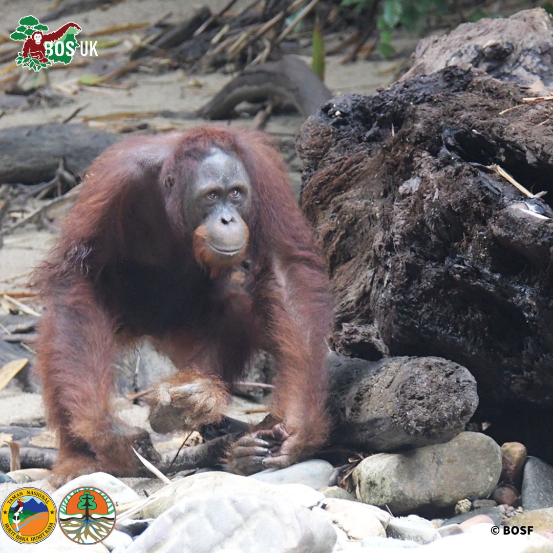 BorneoOSUK's tweet photo. #TBT Today’s the Anniversary of Miko’s rescue! 
Having graduated from #OrangutanJungleSchool he’s roaming free in the Bukit Baka Bukit Raya National Park.
Please sponsor one of our orphans so they can go home 2 👉  https://t.co/HcRKN9JwMI
#NotAPet #OrangutanFreedom #Conservation https://t.co/7qC49wFIEr