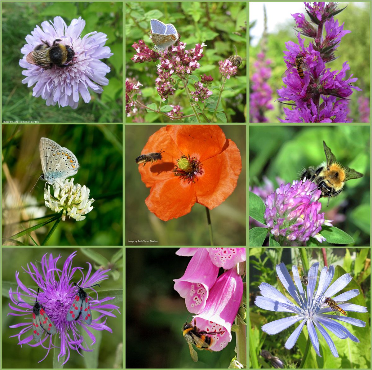 Jemimasgarden's tweet photo. Wildflowers and insects have evolved together over thousands of years. 🦋🐛🪲🐞
They provide exactly what is needed, which is why wildflowers are the bee’s knees🐝
Growing a few in your flowerbeds will help to keep our smallest pals happy 🙂
#MHHSBD 
#seeds #Bees #plasticfree https://t.co/FQ8fnW9zsn