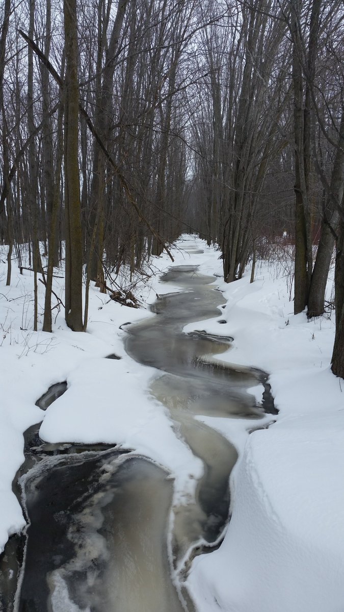 UteSchmid's tweet photo. When hiking through #TinyMarsh near Elmvale, ON, watching where you walk is important: wildlife sometimes carves out holes under the path. Stop occasionally though to look UP. It's so worth it. #Snowflakelady #ResidentialTourist #Simcoecounty https://t.co/uWIWr9jXwH