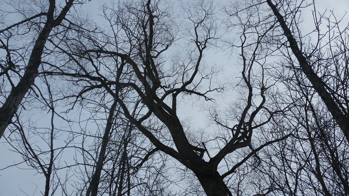 UteSchmid's tweet photo. When hiking through #TinyMarsh near Elmvale, ON, watching where you walk is important: wildlife sometimes carves out holes under the path. Stop occasionally though to look UP. It's so worth it. #Snowflakelady #ResidentialTourist #Simcoecounty https://t.co/uWIWr9jXwH
