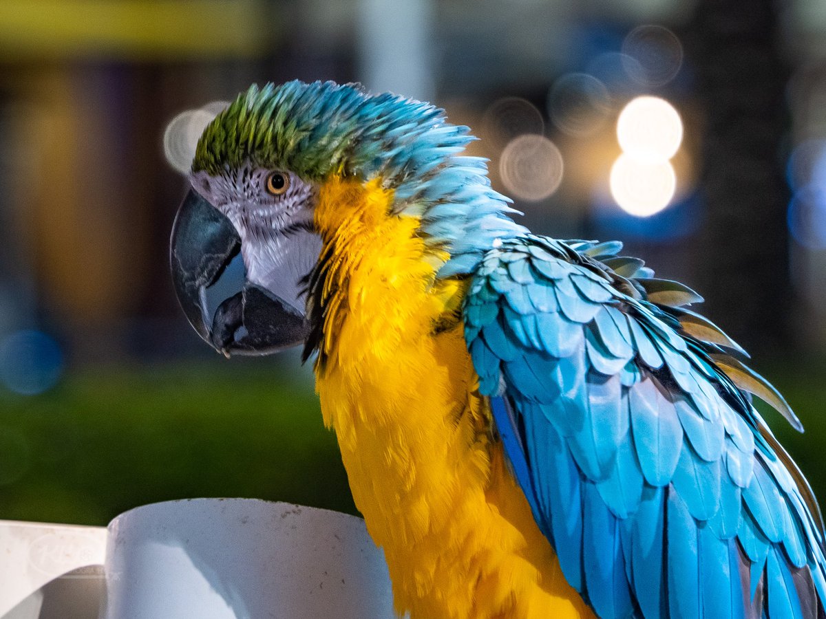 KWCarlson35's tweet photo. #sonyalphasclub #sonycamera #sonyalpha #sony #sonyimages #sonyA7C #sonyA7C  #sonyphotography #fortlauderdale #orlando #kwcphotography #photography #photograph #theiconorlando 

Photograph taken with the Sony A7C. Taken in Orlando, FL. https://t.co/c9OtLljNlP