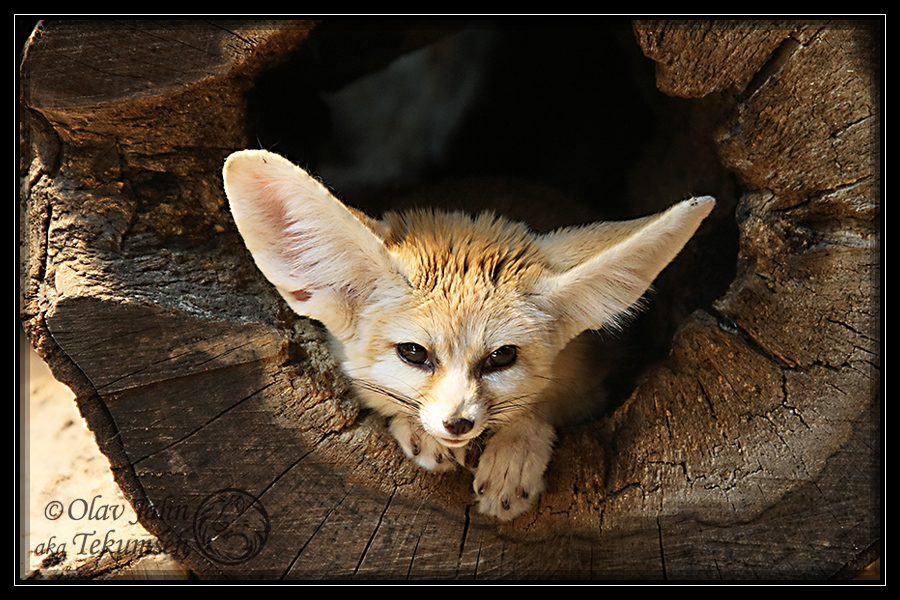Фенек кузьма. В какой зоне фенек. В какой зоне фенек. Лиса фенек африка. Фенек ушан.