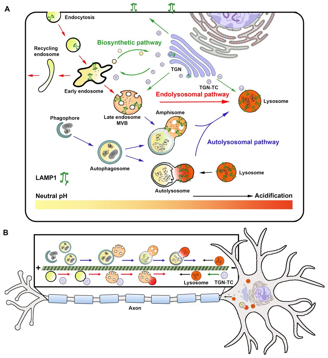 Checkout our latest review led by J Roney and X Cheng. We overview how endolysosomal trafficking and functionality maintain axonostasis and become disrupted in axonal degeneration. We are recruiting postdocs.(research.ninds.nih.gov/sheng-lab). 
Please R/T. rupress.org/jcb/article/22…