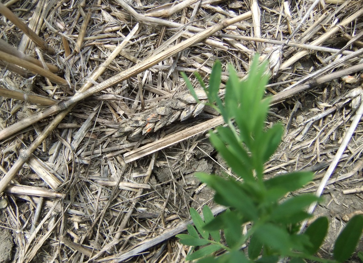 SKAgriculture's tweet image. #DYK that we have a new Soil Fertility and Crop Rotation Planning publication? Specific rotations can impact diseases, insects, soil fertility and soil moisture. #SaskAg

Check it out at: saskatchewan.ca/business/agric…