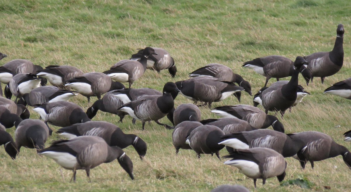 Kayn A Forbes tweet media