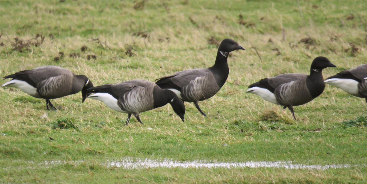 Kayn A Forbes tweet media