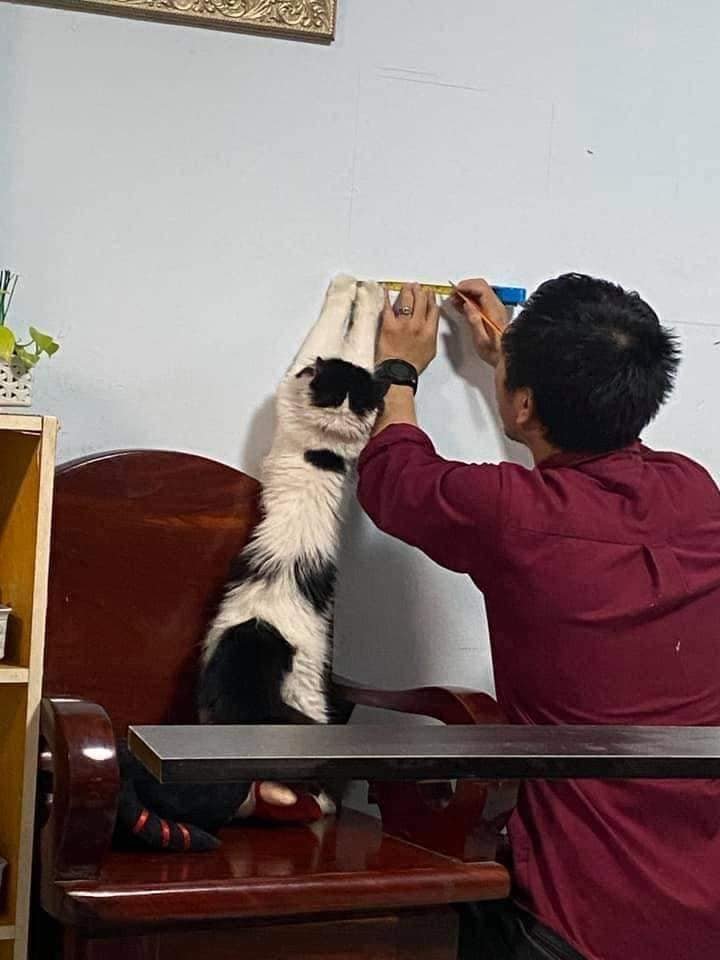 cats with jobs 🛠 (@catworkers) on Twitter photo 