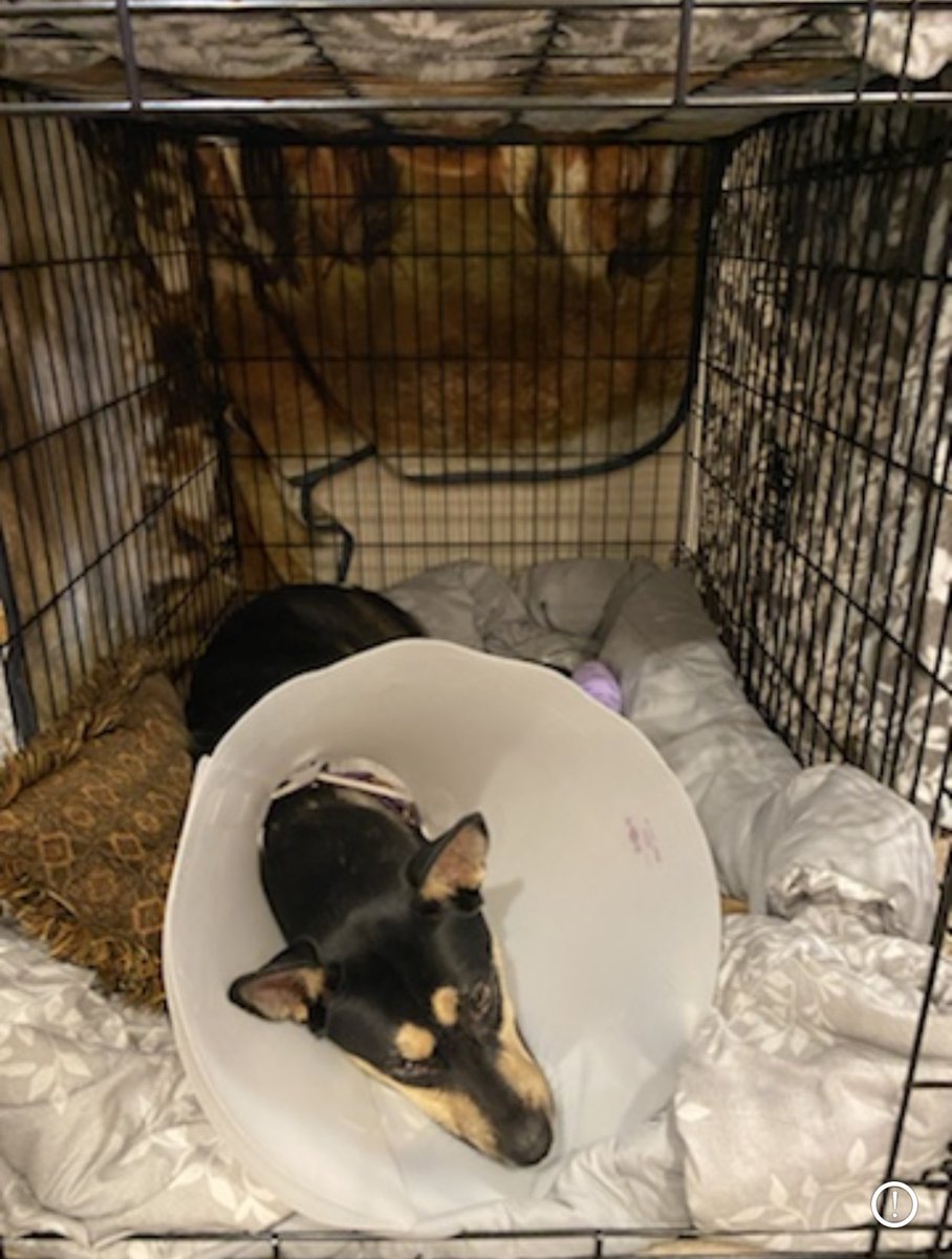 Fifi is resting at home. She is on pain medications and antibiotics. It is important but very difficult she rests her leg and paw as much as possible so she heals. Send your positive thoughts and prayers to our girl. ❤️‍🩹