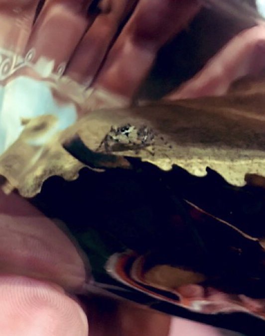 Happy Birthday to Alex Gordon from his goddaughter, Gordo the tan jumper!  