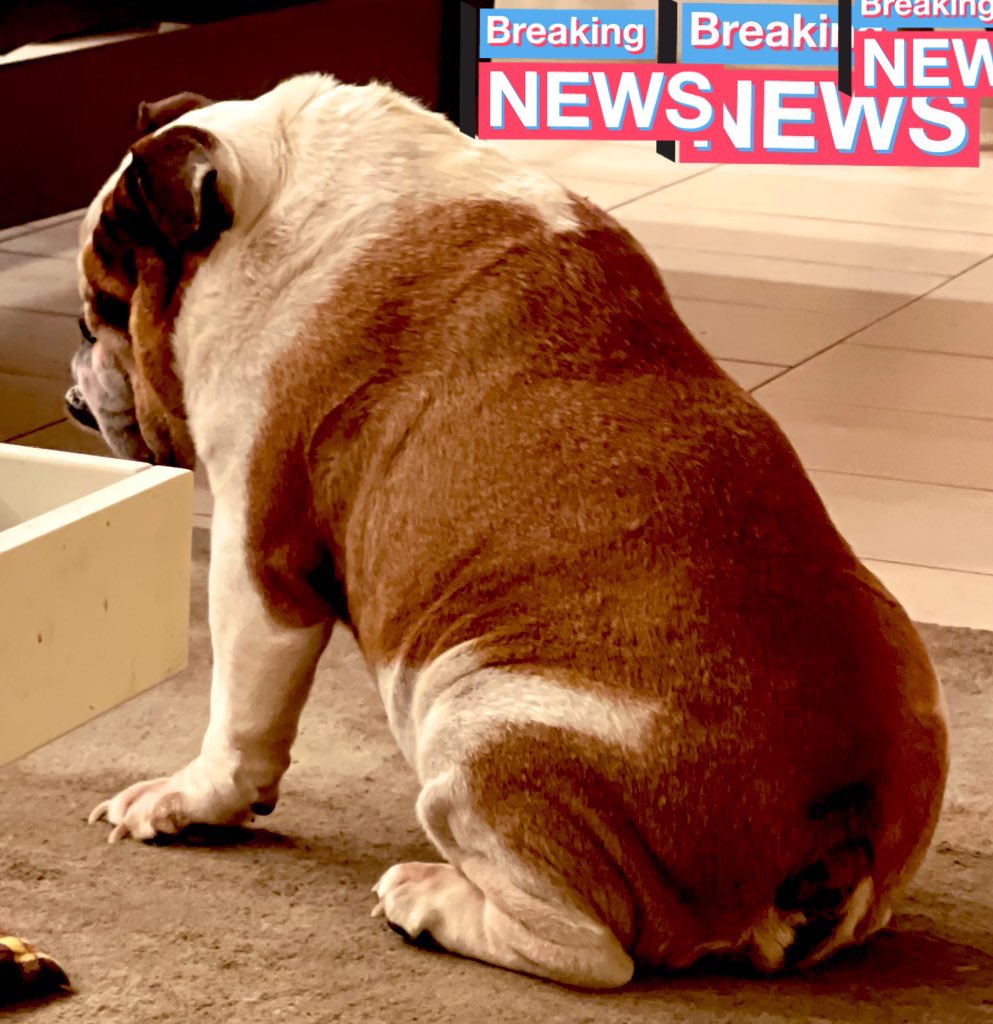 EnglishBulldog.com tweet media