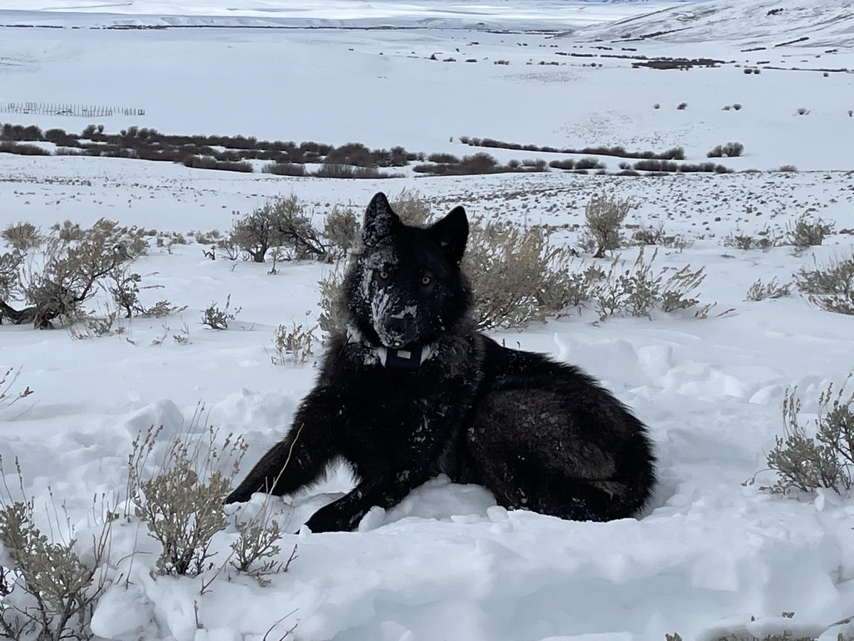 Yesterday, we placed a GPS collar on a female wolf pup in North Park - now known as 2202. 

During the collaring effort, the animal was safely darted with a tranquilizer from a helicopter, allowing the collar to be fitted by field staff on the ground.