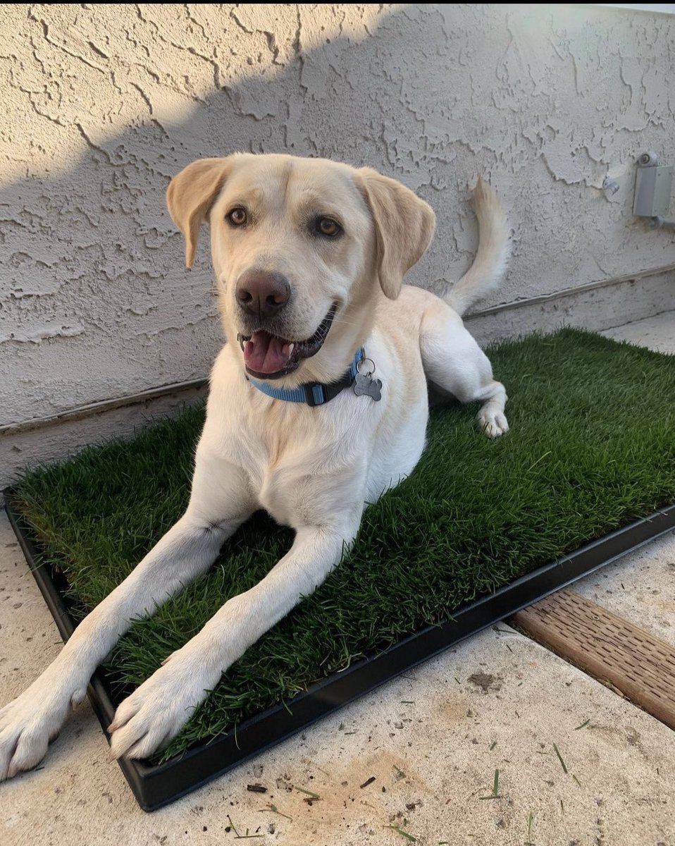 FreshPatch's tweet image. Live in an apartment with no backyard? Potty training a puppy? Need something for those late night/early morning potty needs? Want to swap out pee pads for real grass? Check us out freshpatch.com because real dogs deserve real grass 🌱 #freshpatch #freshpatchpup