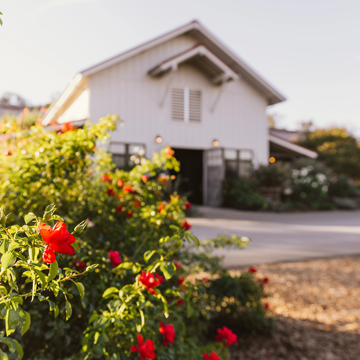 Spend your Valentine's Day with stunning views of the Russian River Valley, perfectly paired with highly acclaimed wines at our beautiful Hilltop Estate. 🍷🌹
  ⠀⠀⠀⠀⠀⠀⠀⠀⠀⠀⠀⠀
copainwines.com/visit
