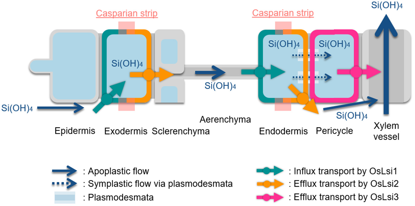 Pericycle Pluripotent Pericycle Cells Trigger Different Growth Outputs