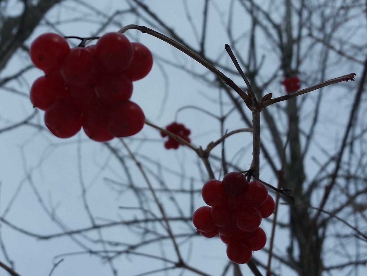 UteSchmid's tweet photo. A tiny berry story told &umented through the lens of photographer #Snowflakelady / #Residentialtourist during a hike at #TinyMarsh #TinyMarshConservationArea near Elmvale, Ontario. Fallen red berries stain snow pink & melt it in the heat of decomposition. https://t.co/KFAiE68NMJ
