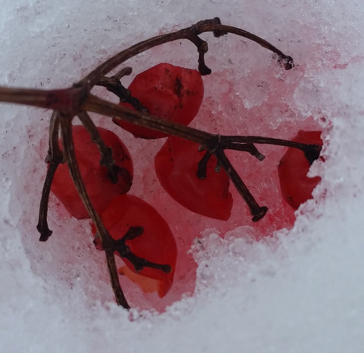 UteSchmid's tweet photo. A tiny berry story told &umented through the lens of photographer #Snowflakelady / #Residentialtourist during a hike at #TinyMarsh #TinyMarshConservationArea near Elmvale, Ontario. Fallen red berries stain snow pink & melt it in the heat of decomposition. https://t.co/KFAiE68NMJ