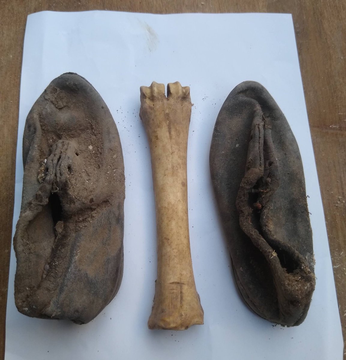 layersofhome's tweet photo. Hi #HouseHistoryHour 👋🏻 tonight I come bearing gifts 🦴👞 shared with me by a local builder y’day who uncovered them locally #HouseHistory #ConcealedShoes #BonesInTheWalls #MagicalProtection #Worcestershire https://t.co/NztOR0UYpR