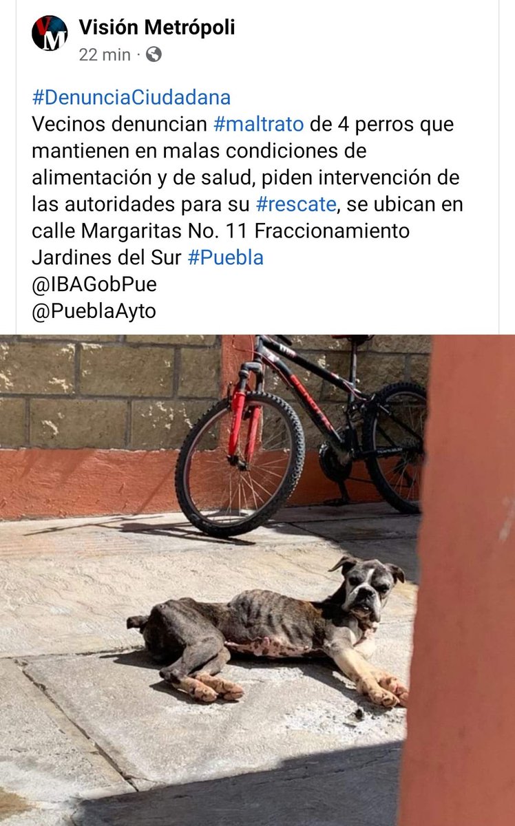 dulcgomez's tweet photo. Atención @AmbientePuebla 🙏👇🐶.

@MonseNavedo @verolopez_10 @MoniquePue @cynValderrabano @AntonioNV61. https://t.co/4zQ5a4RbEK