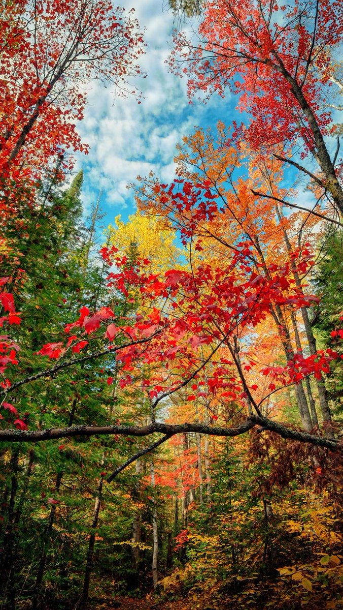 𓂂𓏲ꕤ˖˳·˖ ִֶָ ⋆🌹⚘️💋⋆ 𓏲ꕤ tweet media