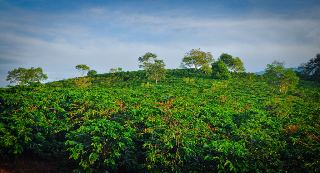 VournasCoffee's tweet photo. Coffee as far as the eye can see... just one of many amazing shots from Hacienda Sonora in Costa Rica. Get a glimpse of everyday life at their farm over at "SonoraCoffee" on instagram. #CostaRicanCoffee #coffeegrowing #coffeeshots #coffeeculture https://t.co/80xkxkf64g