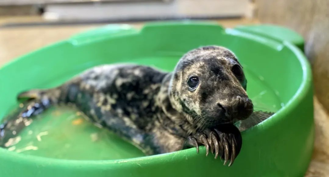BlockClubCHI's tweet photo. A baby gray seal at Lincoln Park Zoo has been named Fisher. https://t.co/3it1nBZQGV https://t.co/W0HKYewIxi