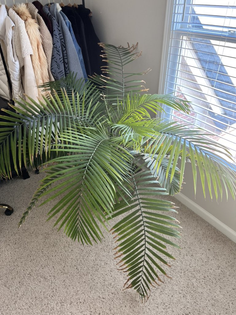 LPZ_Monopoly's tweet photo. I adopted a plant https://t.co/G4qg3f2Pzn