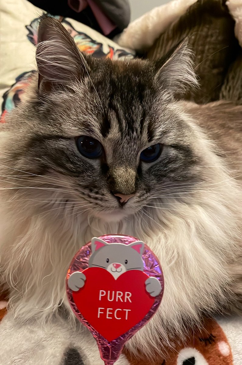 Lisa Crane Cancer Patient Advocate tweet media