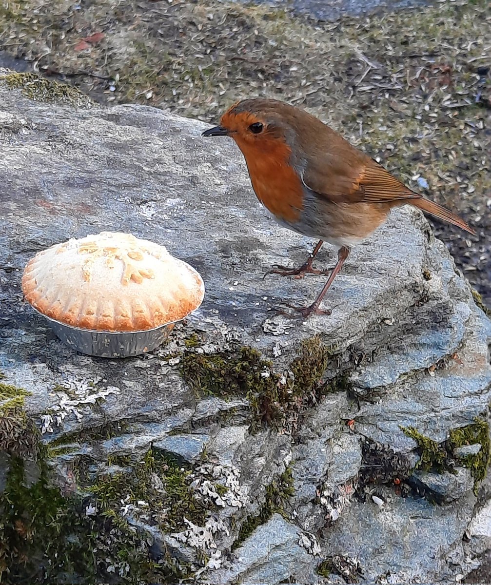 Robin "Seasons greetings" - garden wildlife, Argyll <a href="/Scots_Wildlife/">Garden Wildlife Scotland 🏴󠁧󠁢󠁳󠁣󠁴󠁿🦇🦋🐝🐸🦔</a>