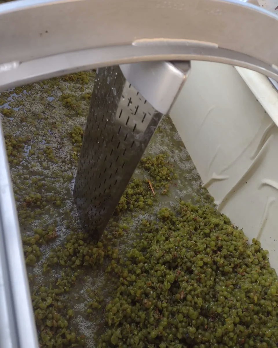 EMPEZÓ  VENDIMIA! 

Hoy comenzamos con el despalollado y prensa de nuestra uva Chardonnay.

Es la mejor época para que vivas la cosecha y conozcas nuesstro proceso.

TE ESPERAMOS
261 341-0364