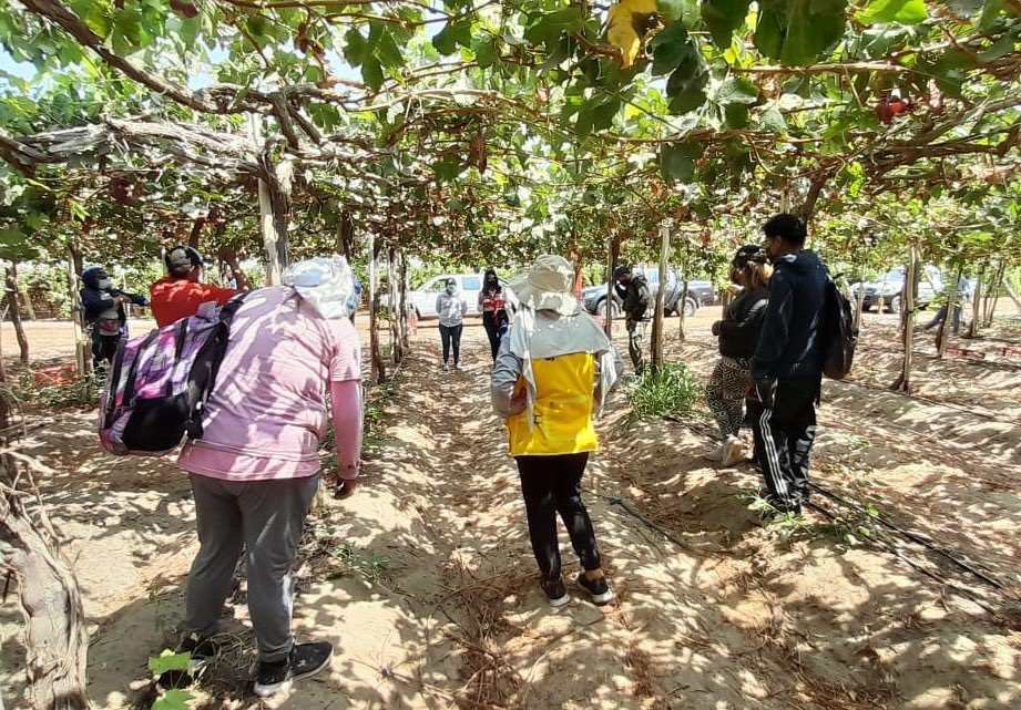 SunafilPeru's tweet photo. 📢#SUNAFILEnRegiones:
✅ Equipo de la #IREIca realizó la instalación del cartel #Infochamba, en el fundo QOLCA, de la empresa PRO AGRO S.A., en Salas.
✅ Se orientó a trabajadores y brindó información acerca de los canales de atención, consulta y denuncia laboral. https://t.co/Vlgf1u3HEg