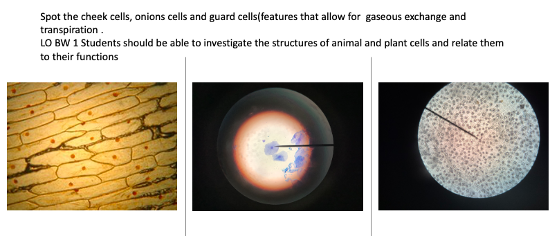 brennd26's tweet photo. Spot the cheek cells, onions cells and guard cells(features that allow for gaseous exchange and transpiration). 
LO BW 1 Students should be able to investigate the structures of animal and plant cells and relate them to their functions. @FirhouseETSS @JctScience https://t.co/7KcY9Ztwpf