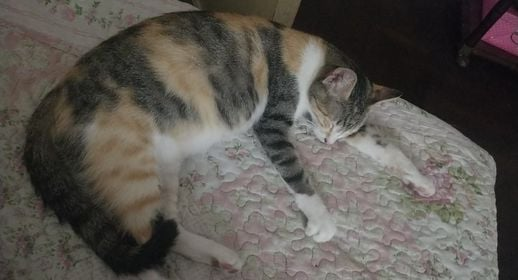 DeGatitos_'s tweet photo. TRANSITO PARA GATA PREÑADA EN MATADEROS!

Fernanda 1161282054
#TransitoParaGataMadre https://t.co/1d4REHxCkF