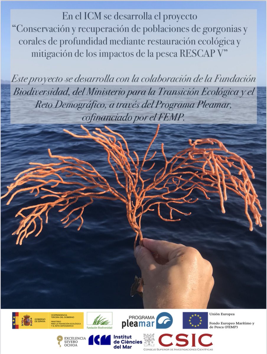 rescap2019's tweet photo. Pistoletazo de salida del Proyecto RESCAP5. Este año tenemos muchas novedades y empezamos el proyecto con el objetivo de restaurar nada mas nada menos que 1000 gorgonias en una sola temporada! Creéis que podemos?
Además nos movemos a formentera para restaurar 100 gorgonias mas! https://t.co/VUEw6jUKPe