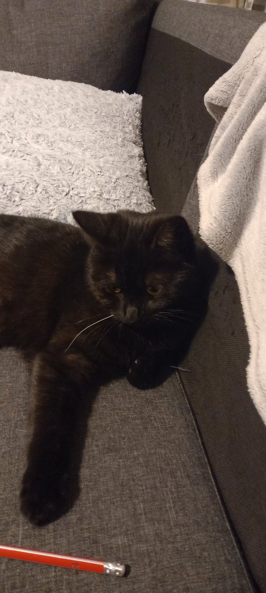 Alicethecoolcat's tweet photo. How did alice get that much followers 😳 😳😳 https://t.co/iWT7VMlsmT