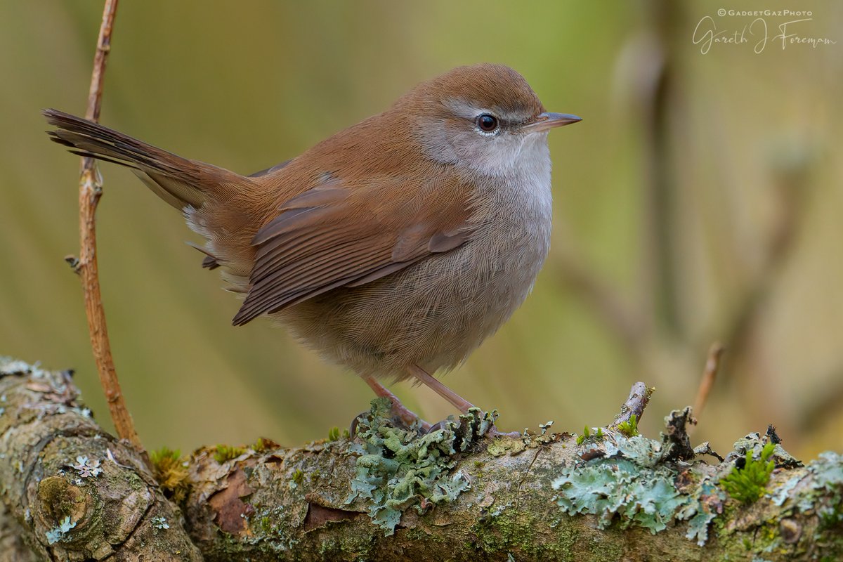 Cetti's warbler, Stodmarsh, took an hour or so to get a clear shot but worth while. 
[Cettia cetti]
----
#cettiswarbler #cettiacetti #kentbirding #kentbirders