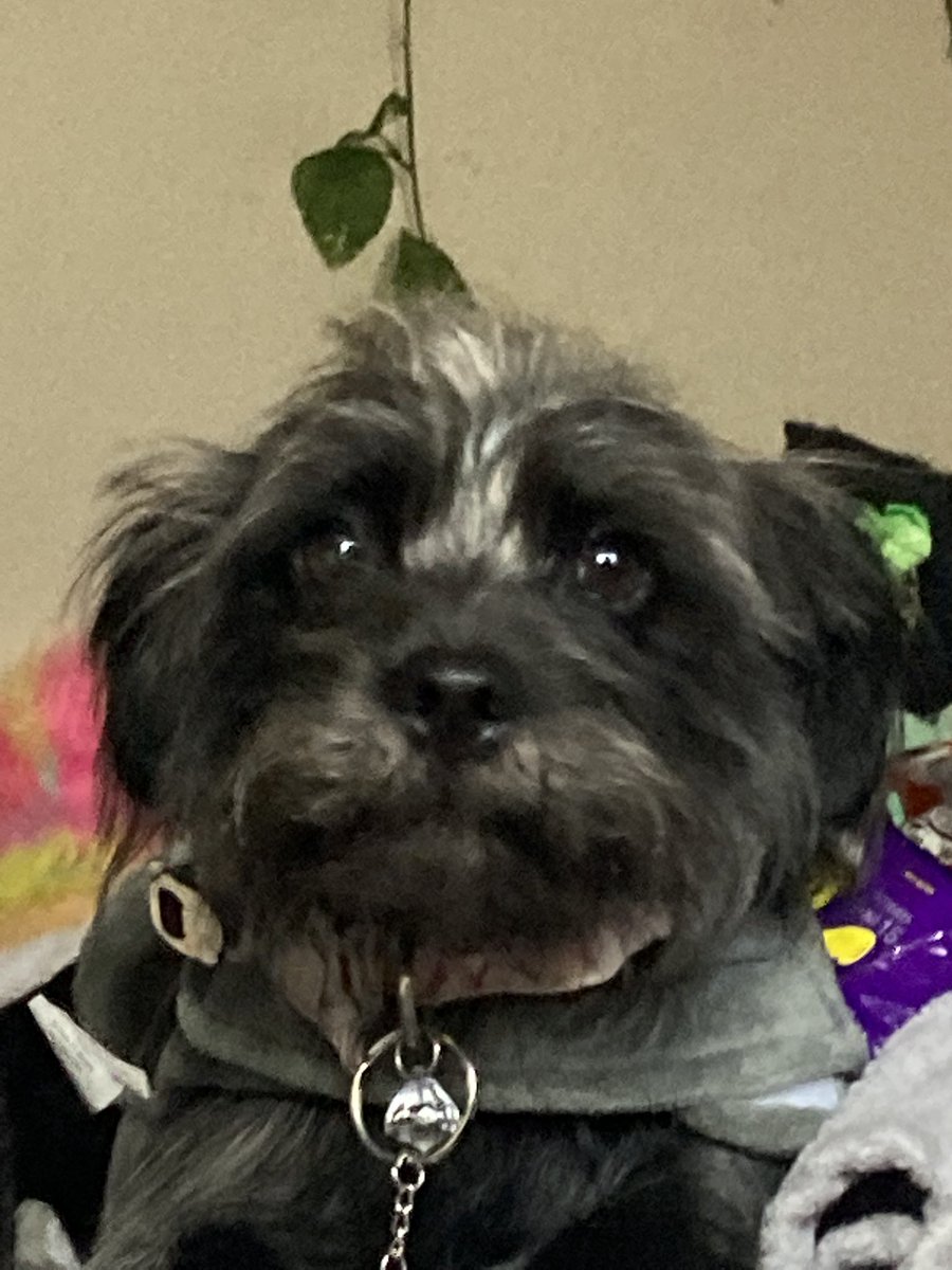 jackitits's tweet image. No one:
Puppy trying to sign up for a free Netflix trial every month: