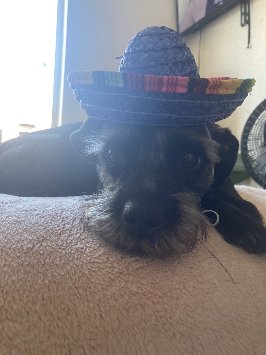 jackitits's tweet image. No one:
Puppy trying to sign up for a free Netflix trial every month: