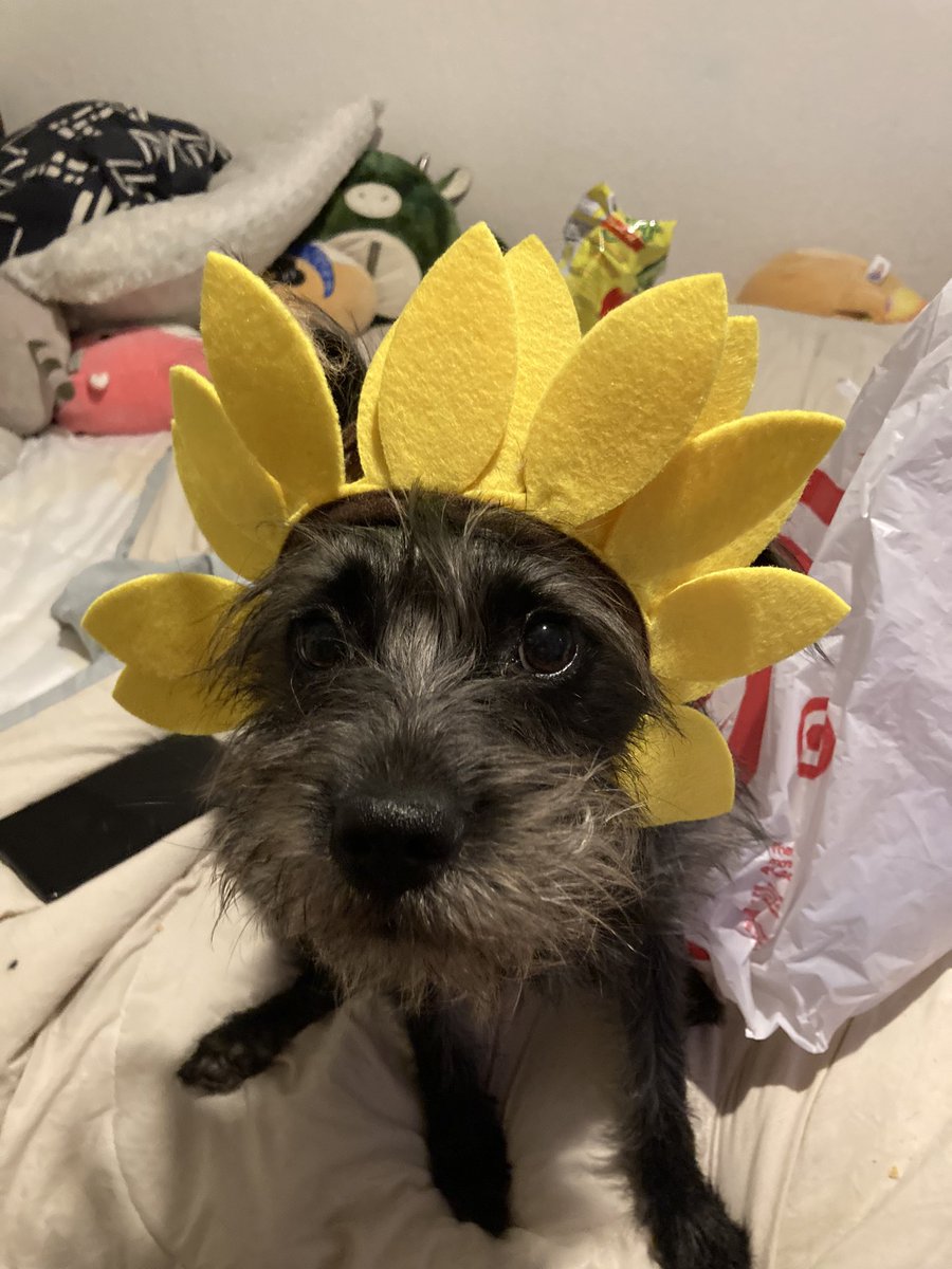 jackitits's tweet image. No one:
Puppy trying to sign up for a free Netflix trial every month: