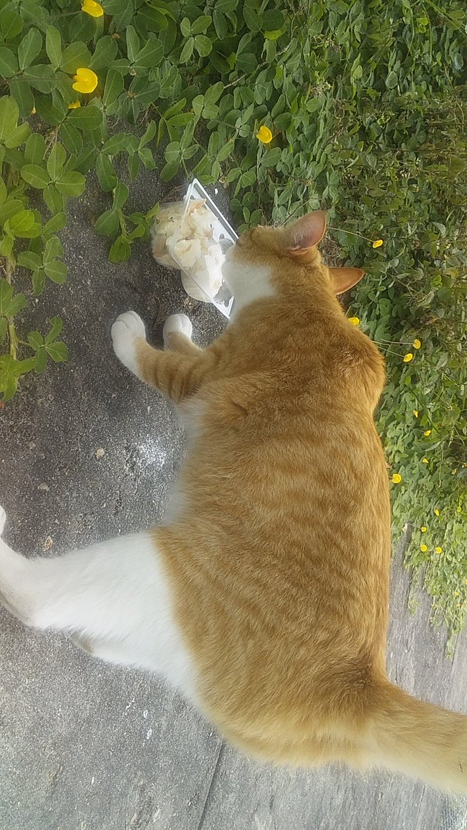 ChefSolidario's tweet photo. #Love @Grupo_Bimbo https://t.co/NZTG4U06sK