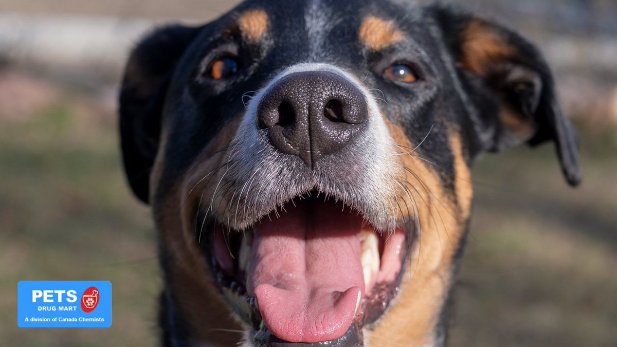 Did you know? 💡

A dog’s nose print is unique to them, much like a person’s fingerprint. 🐕

Contact Pets Drug Mart for all your pets needs: bit.ly/3m6WfJW 
 
#PetsDrugMart #PDM
