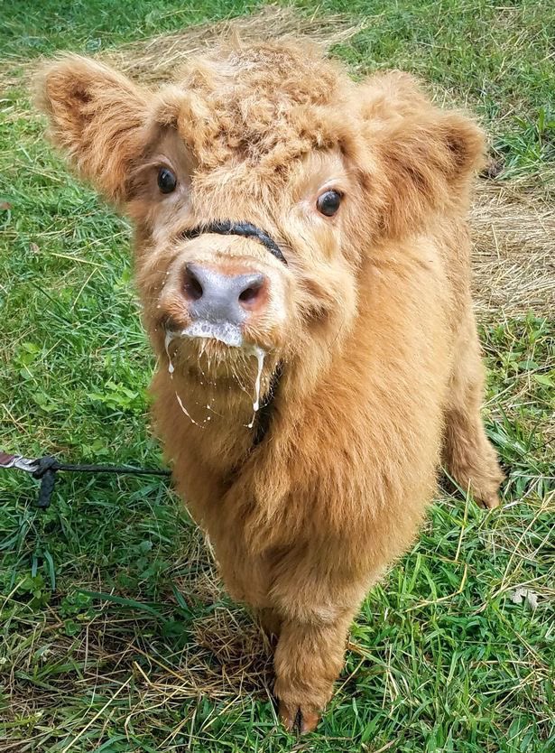 jamesmurphybks's tweet photo. #halfterm tomorrow come 3:30pm. Very much looking forward to becoming the proud owner of a baby cow #weekaff ๐๐๐ https://t.co/QmTQuIrAK0