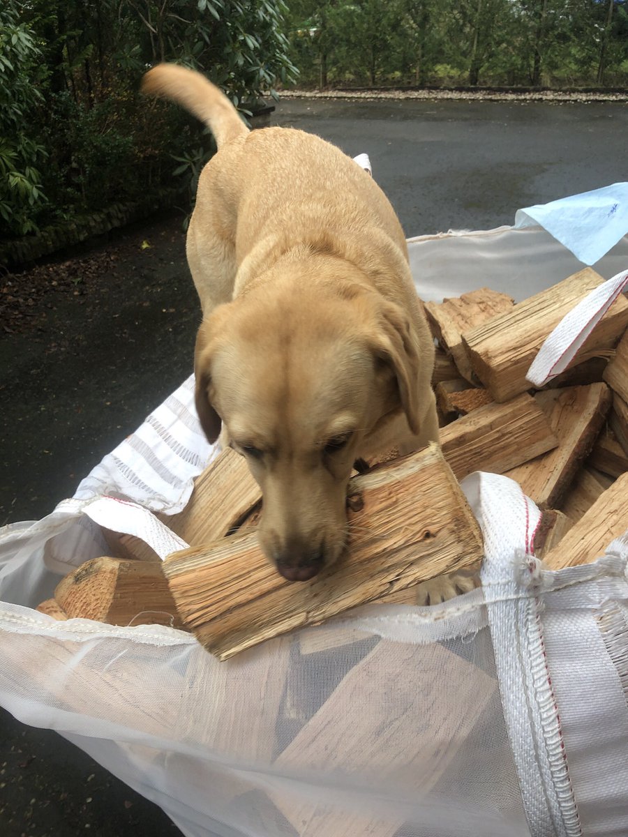 AdventuresOfMo5's tweet photo. Living my best life #helpinghand . #logs #bigsticksformetochew #dogsofteitter https://t.co/jYmjYWLz5g