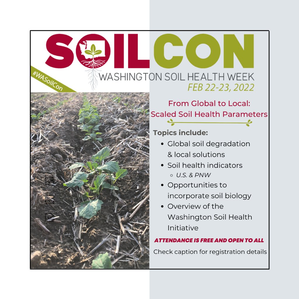 WSUSmallGrains's tweet image. We love talking soils at #WSUSmallGrains. If you do too, check out the #TimelyTopic for dryland growers about how #WaSHI got going. For more info about #SoilHealth don&apos;t miss the free event #SoilCon! More info + registration is below 👇 #WaSoilCon #GoCougs
smallgrains.wsu.edu/soil-health-fo…