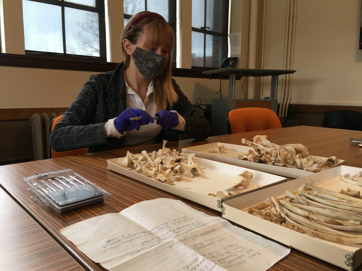 We are excited to have our new museum practice intern, Caroline Burns working in the Museum today numbering wolf bones in support of collections management!

Caroline is an honors student majoring in Anthropology with a minor in Museum Studies. #museumstudies