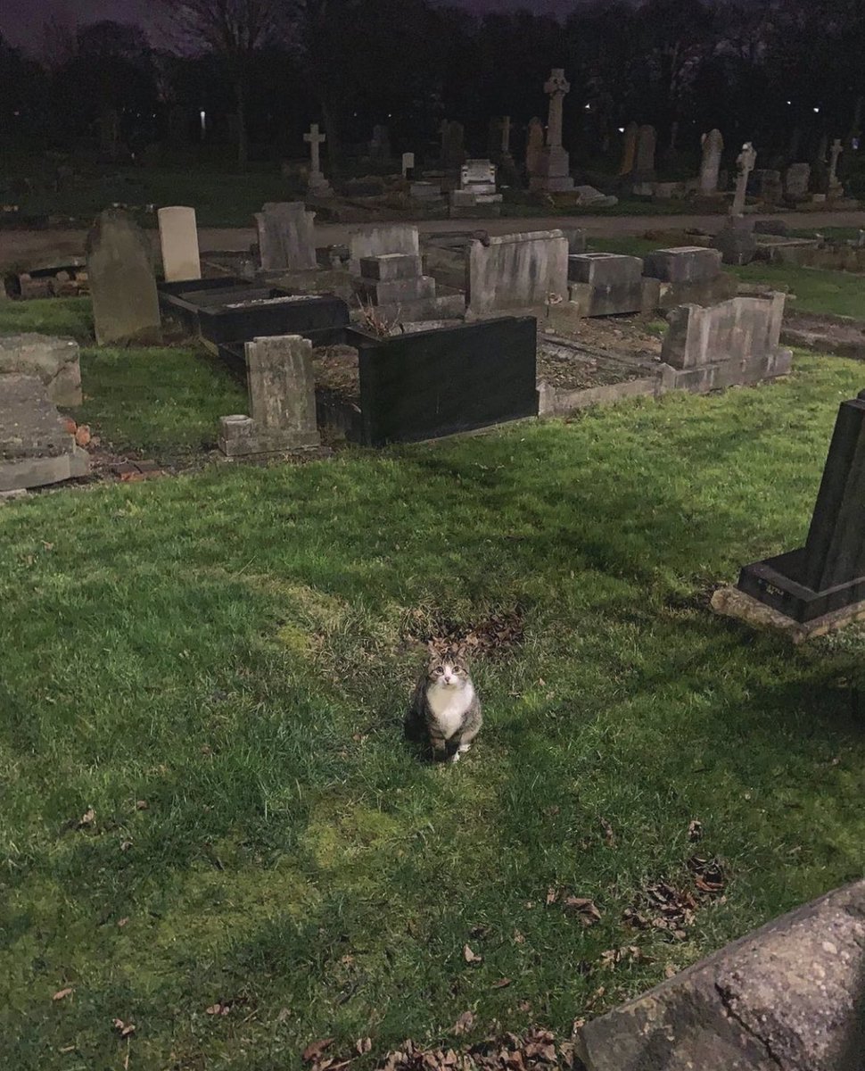 newcastlereal1's tweet photo. Met a lovely cat on an evening stroll through Heaton Cemetery 🐱 

#cemetery #cat #cats #CatsOfTwitter #NewcastleUponTyne #newcastle #heaton #toon #geordie #realnewcastle https://t.co/AIw4bgqKXg