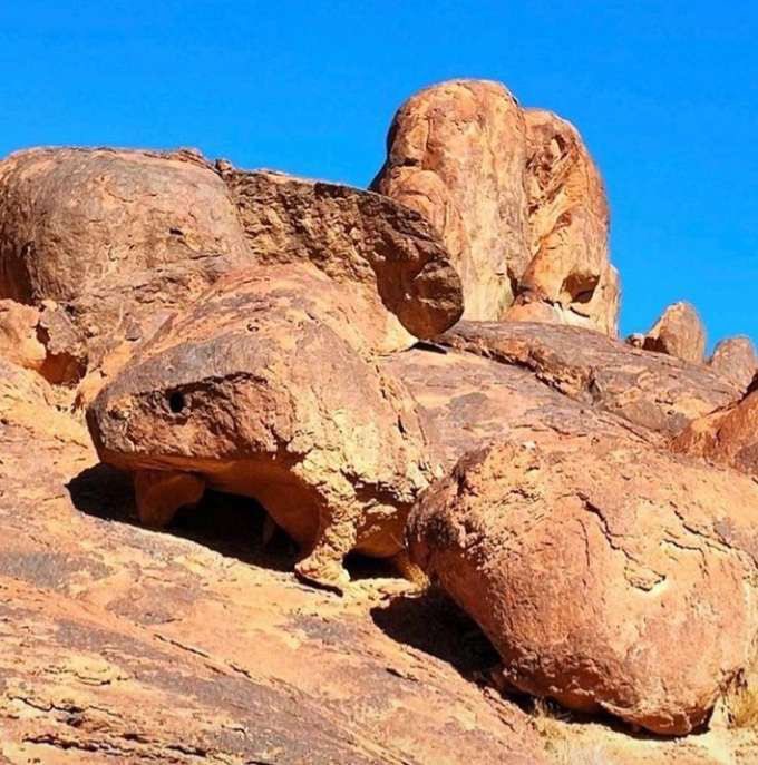 SaudiGeology's tweet photo. من التشكيلات الغريبة التي وصلتني على الواتس مجسم صخري على هيئة احدى أنواع السحالي بالقرب من قرية النعي بمنطقة حائل.

📸فيصل السهلي https://t.co/raxWM7ZCHo